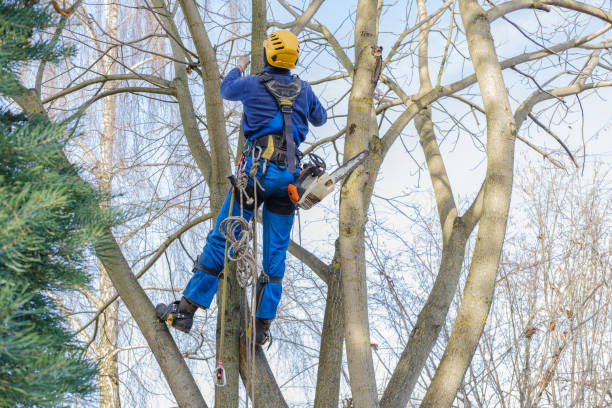 How Our Tree Care Process Works  in  Rosemont, IL