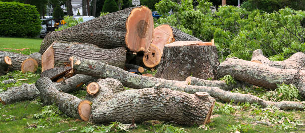 Rosemont, IL Tree Care Company